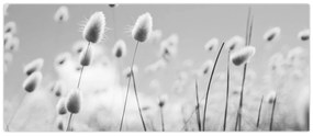 Obraz - Boho bunny tail grass (120x50 cm)