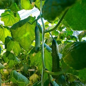 Bauerkraft Fóliový skleník 4x2,5x2 m 10 m² kovový rám UV fólia - zelený