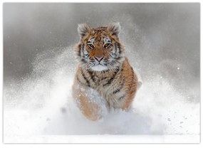 Obraz bežiaceho tigra v snehu (70x50 cm)