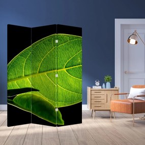 Paraván - Zelený list (126x170 cm)