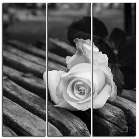 Obraz na plátne - Biela ruža na lavici - štvorec 3224QB (105x105 cm)