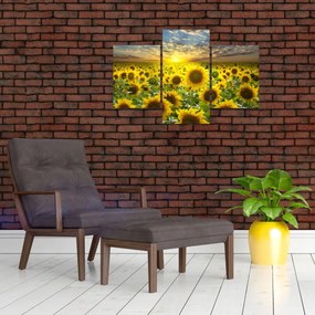 Obraz - Slnečnica pri západe slnka (90x60 cm)