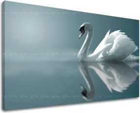 Obraz na stenu ZVIERATÁ ZV024E11