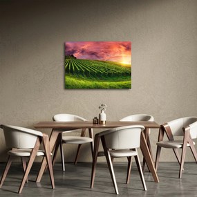Obraz vinice s farebným nebom (70x50 cm)