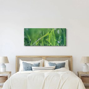 Obraz kvapiek rosy (120x50 cm)