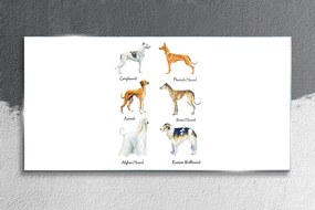 Skleneny obraz Psy zvieratá