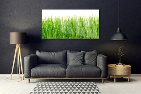 Obraz plexi Tráva rastlina príroda 120x60 cm