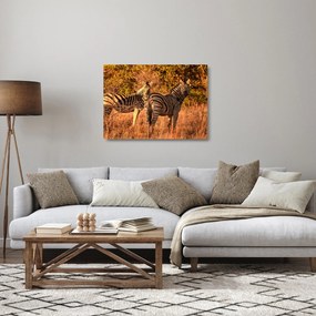 Sklenený obraz zebier (70x50 cm)
