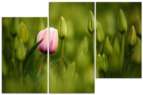 Obraz na plátne - Ružový tulipán kvitnúci 101D (135x90 cm)
