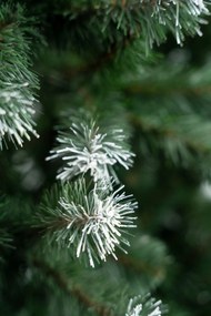 Limpol Jedľa Beata 1,50 m