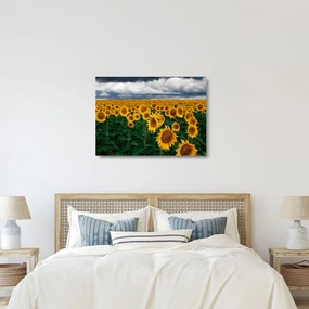 Sklenený obraz slnečnicového poľa (70x50 cm)