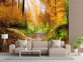 Gario Fototapeta Cesta v lese Materiál: Vliesová, Rozmery: 150 x 105 cm