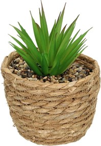 Dekorácie Aloe 20cm