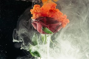 Tapeta ruža s farebným dymom