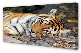 Obraz na plátne ležiace tiger 120x60 cm