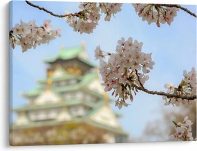 Obraz - Sakura (70x50 cm)