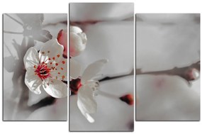 Obraz na plátne - Kvet čerešne 158FC (90x60 cm)