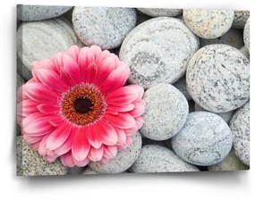Sablio Obraz Gerbera na kameňoch - 60x40 cm