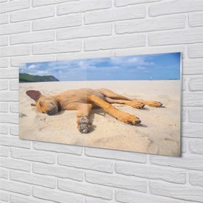 Sklenený obraz Ležiaci pes pláž 140x70 cm