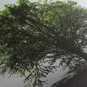 Obraz - Osamotený strom (120x50 cm)