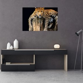 Obraz - Gepard (90x60 cm)