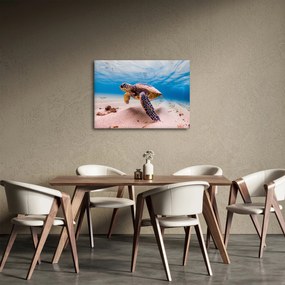 Obraz korytnačky v oceáne (70x50 cm)