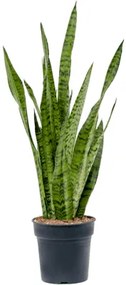 Sansevieria zeylanica 12x40 cm