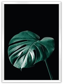 Plagát Dark Monstera