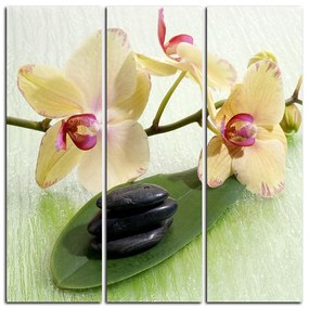 Obraz na plátne - Kvety orchidei - štvorec 362B (75x75 cm)