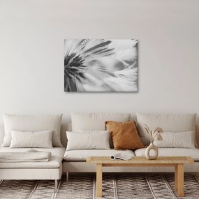 Obraz - Púpava (70x50 cm)