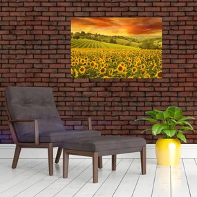 Obraz - Slnečnicové pole (90x60 cm)