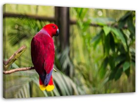 Obraz na plátně Papoušek ráj Ptáci Příroda - 120x80 cm