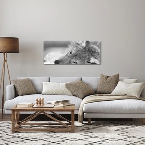 Obraz - Vlk, čiernobiela (120x50 cm)