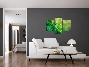 Obraz - Lienka (90x60 cm)