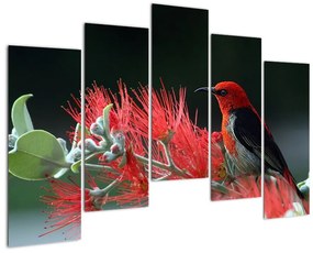 Obraz vtákov - červená