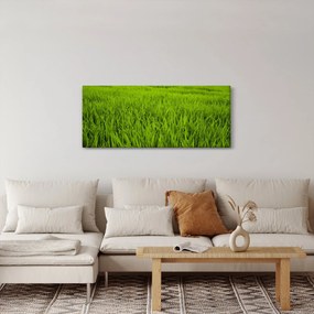 Obraz trávy (120x50 cm)