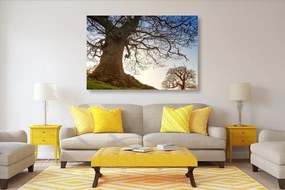 Obraz symbióza stromov - 90x60
