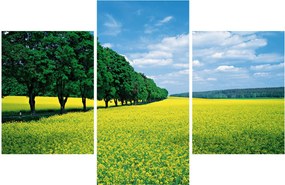 Obraz poľa s alejou (90x60 cm)
