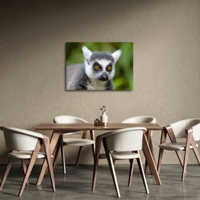 Obraz lemura (70x50 cm)