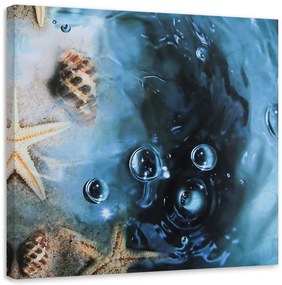 Obraz na plátně Mušle Moře Příroda Voda - 50x50 cm