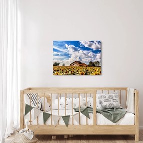 Obraz slnečnicového poľa (70x50 cm)