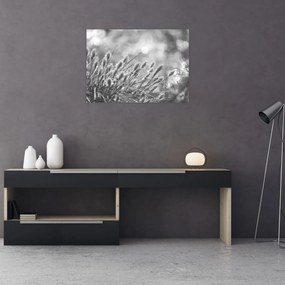 Sklenený obraz - Béžová soft grass N⁰1 (70x50 cm)