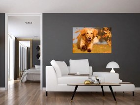 Obraz - Zlatý retriever (90x60 cm)