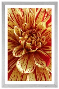 Plagát s paspartou exotická dália - 30x45 black