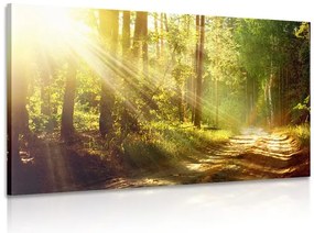 Obraz slnečné lúče v lese