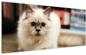 Obraz bielej mačky (120x50 cm)
