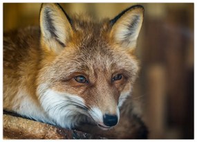 Sklenený obraz líšky (70x50 cm)