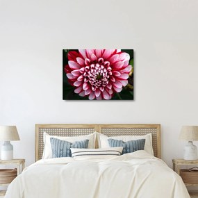 Obraz ružovej Dahlie (70x50 cm)
