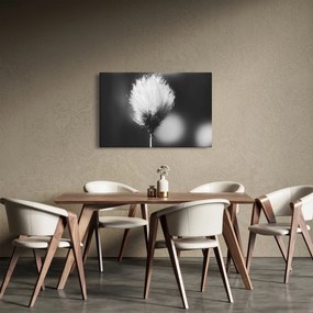 Obraz - Čiernobiely cottongrass (90x60 cm)