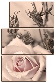 Obraz na plátne - Ruža a uschnuté rastliny - obdĺžnik 7225FD (90x60 cm)